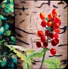 Coaster, Woodland Berries